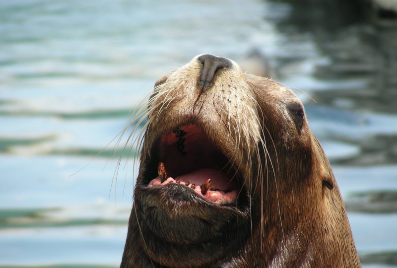 科比名言录,世界篮球巨星科比的名言 - 体育赛事直播