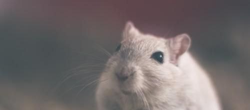 二年级语文上册猴子游泳猴子跳进河里,结果怎样呢?会发生什么事,猴子集体游泳新闻报道稿 - 体育赛事直播