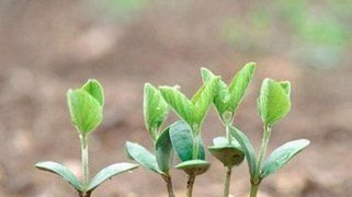 怎样通过生活的潜移默化对孩子进行自然教育 - 体育赛事直播