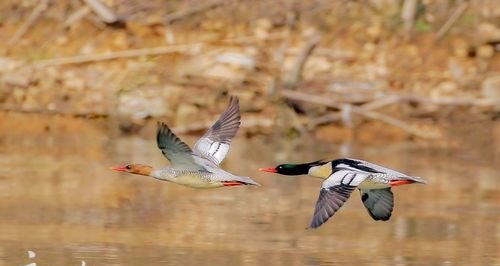 安庆市太湖县国家4A级风景区花亭湖怎么样 - 体育赛事直播