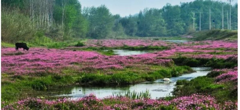 安庆市太湖县国家4A级风景区花亭湖怎么样 - 体育赛事直播