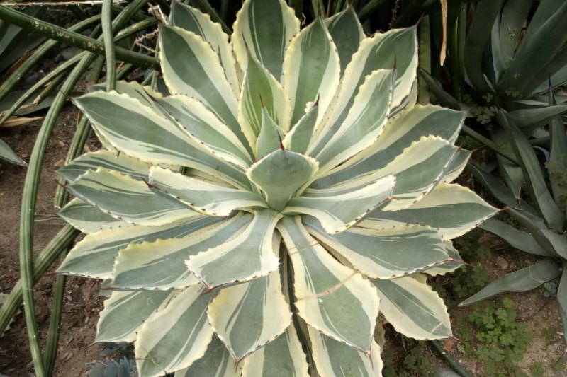 WTT澳门冠军赛,宣传海报为什么C位仍然是马龙和陈梦 - 体育赛事直播