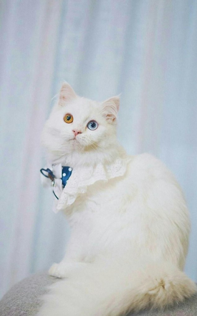 WTT澳门冠军赛,宣传海报为什么C位仍然是马龙和陈梦 - 体育赛事直播