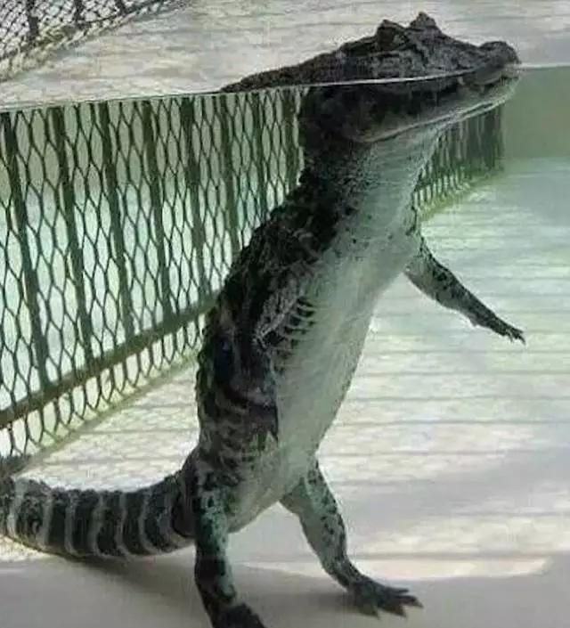 WTT澳门冠军赛,宣传海报为什么C位仍然是马龙和陈梦 - 体育赛事直播