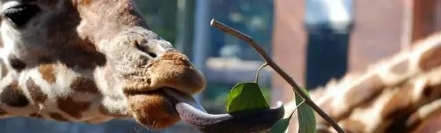 WTT澳门冠军赛,宣传海报为什么C位仍然是马龙和陈梦 - 体育赛事直播