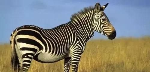 WTT澳门冠军赛,宣传海报为什么C位仍然是马龙和陈梦 - 体育赛事直播