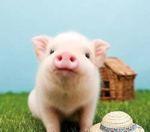 WTT澳门冠军赛,宣传海报为什么C位仍然是马龙和陈梦 - 体育赛事直播