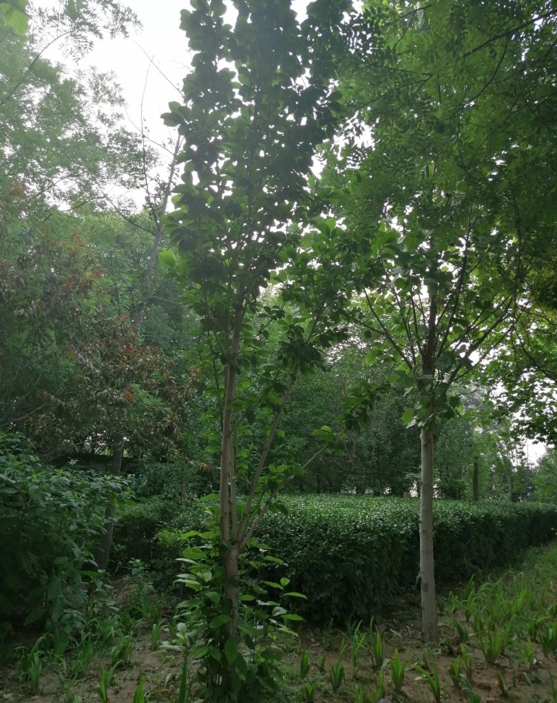 为什么温网是网球最高荣誉 为什么温网是网球最高荣誉 - 体育赛事直播