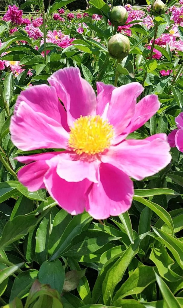 狂言nba为什么不更新了呢 狂言nba为什么不更新了呢 - 体育赛事直播