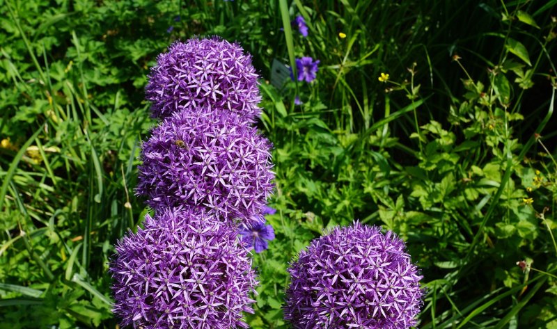 2月27日英冠谢周三vs查尔顿怎么看 2月27日英冠谢周三vs查尔顿怎么看 - 体育赛事直播