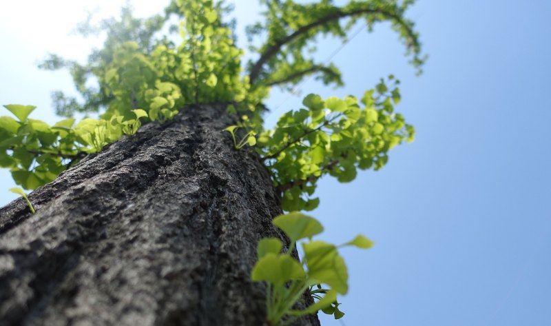 女子排球世界杯 女子排球世界杯 - 体育赛事直播