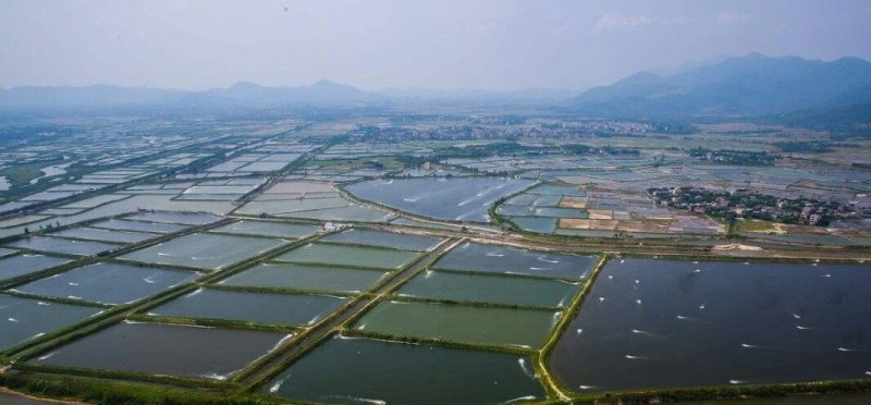 顺德甲鱼价钱多少 顺德甲鱼价钱多少 - 体育赛事直播