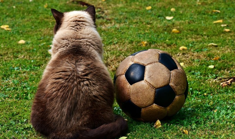 世界杯离谱阵容,世界杯离谱阵容